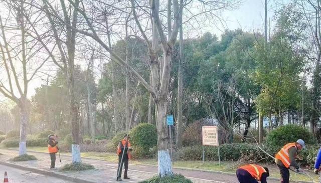 威尼斯wns8885556官方入口芜湖经开区：高尺度绿化养护绘就经开春光图(图1)