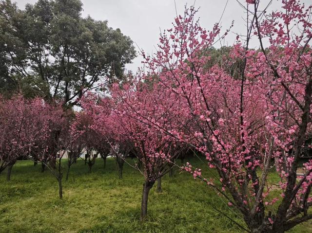威尼斯wns8885556官方入口芜湖经开区：高尺度绿化养护绘就经开春光图(图4)