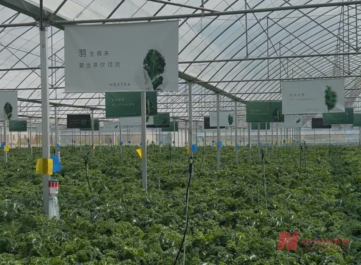 威尼斯wns8885556官方入口“饮品顶流”羽衣甘蓝暗战供给链 新茶饮怎样“卷(图2)